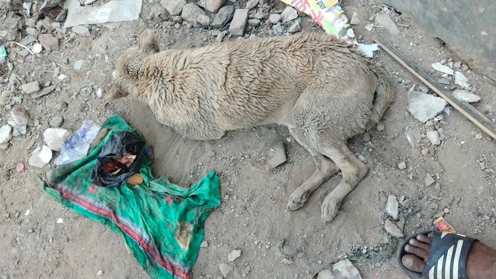 Karuna Dham Gaushala avm Pashu Chikitsalaya