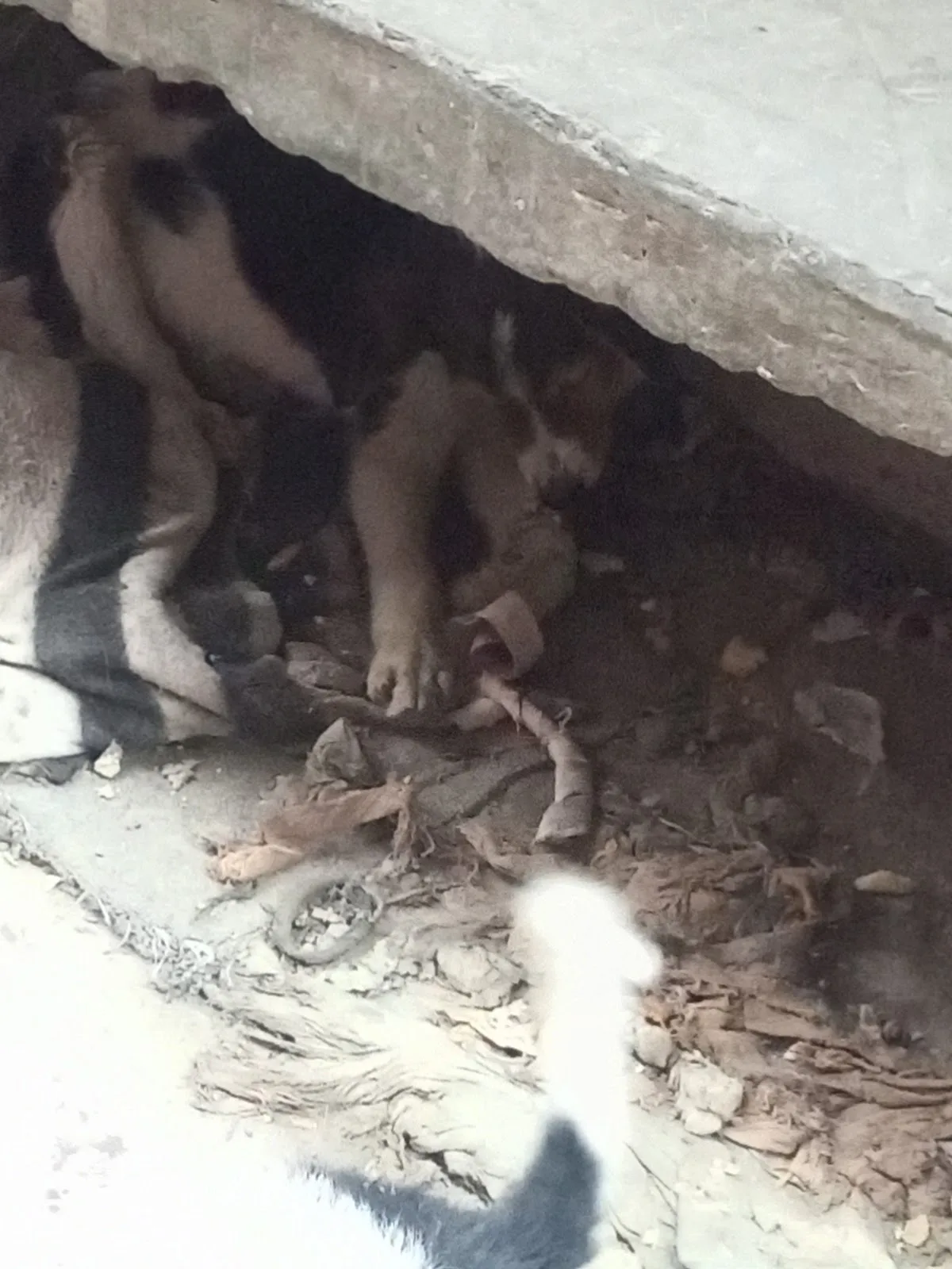 Karuna Dham Gaushala avm Pashu Chikitsalaya