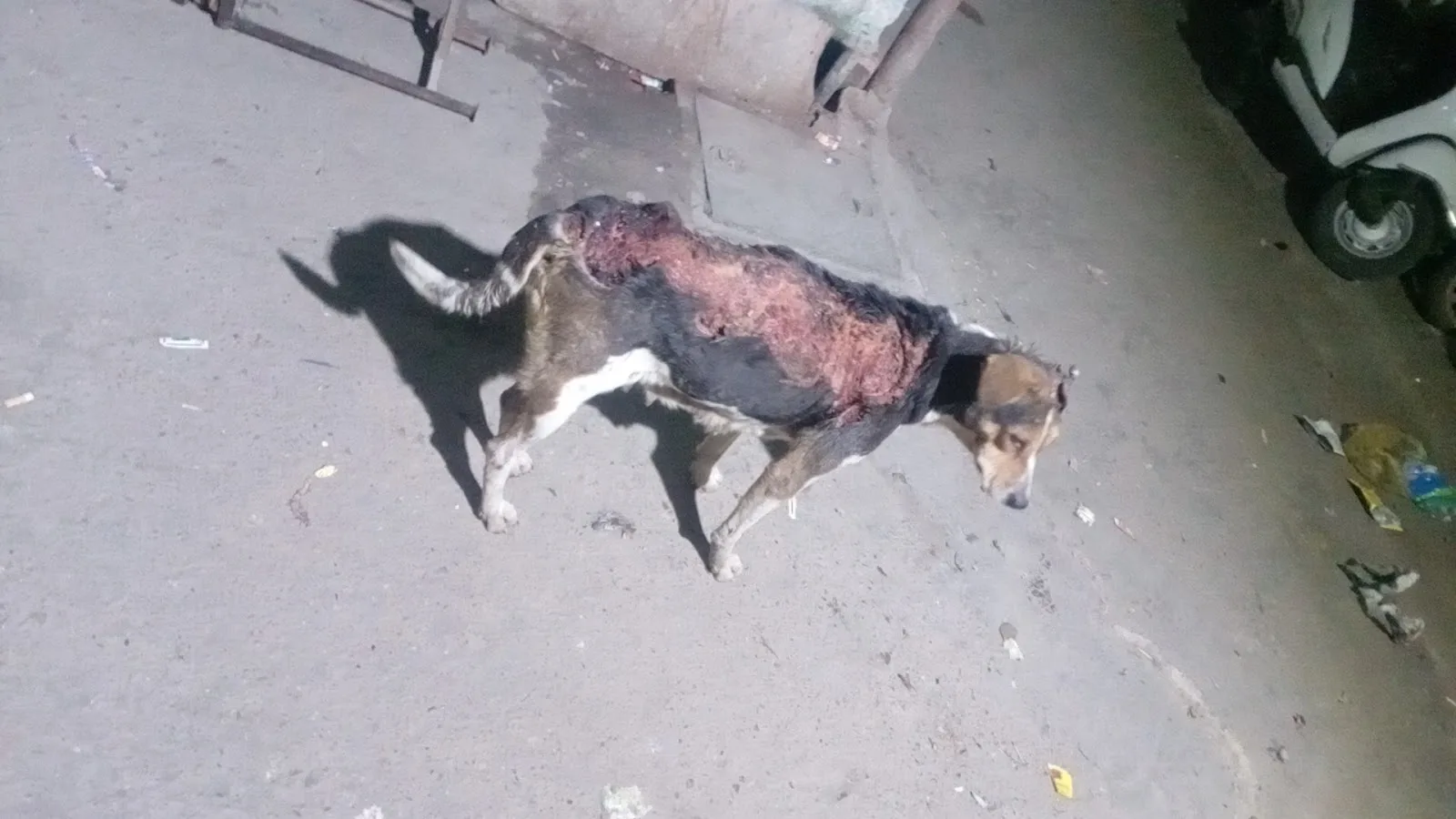 Karuna Dham Gaushala avm Pashu Chikitsalaya