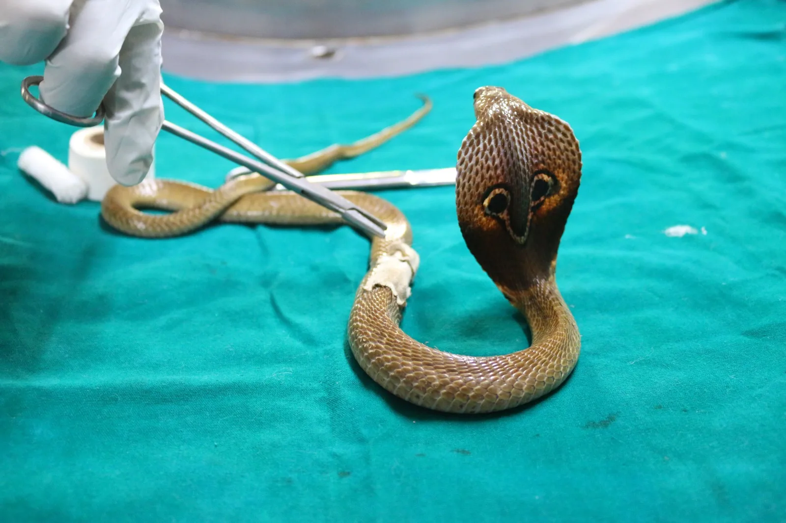 PfA Wildlife Hospital