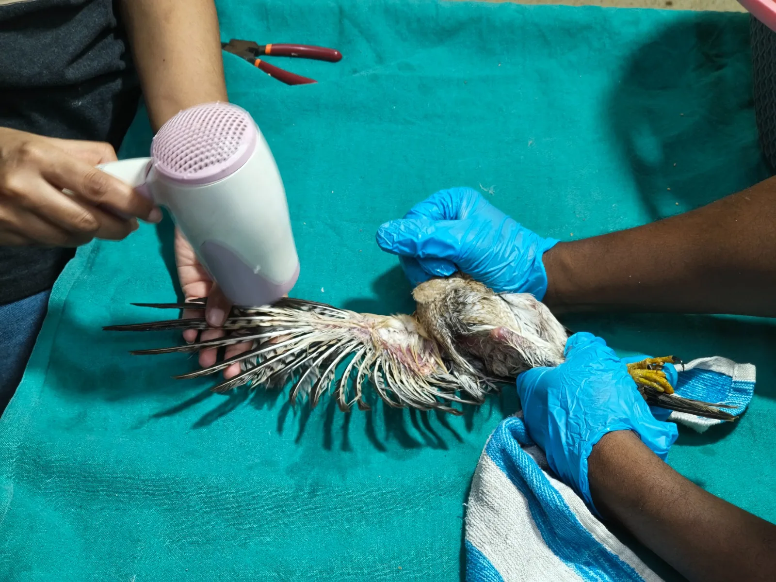 PfA Wildlife Hospital