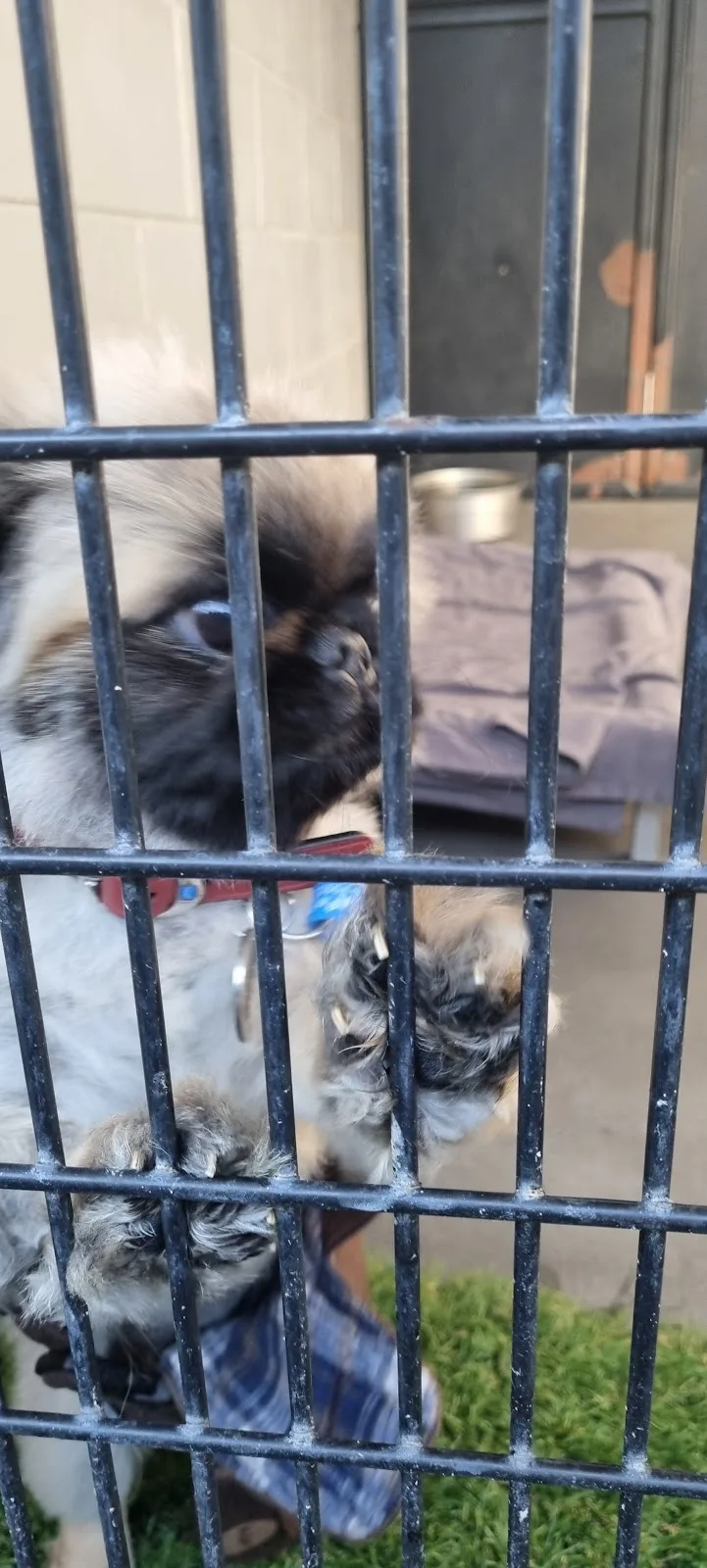 RSPCA NSW Sydney Adoption Centre