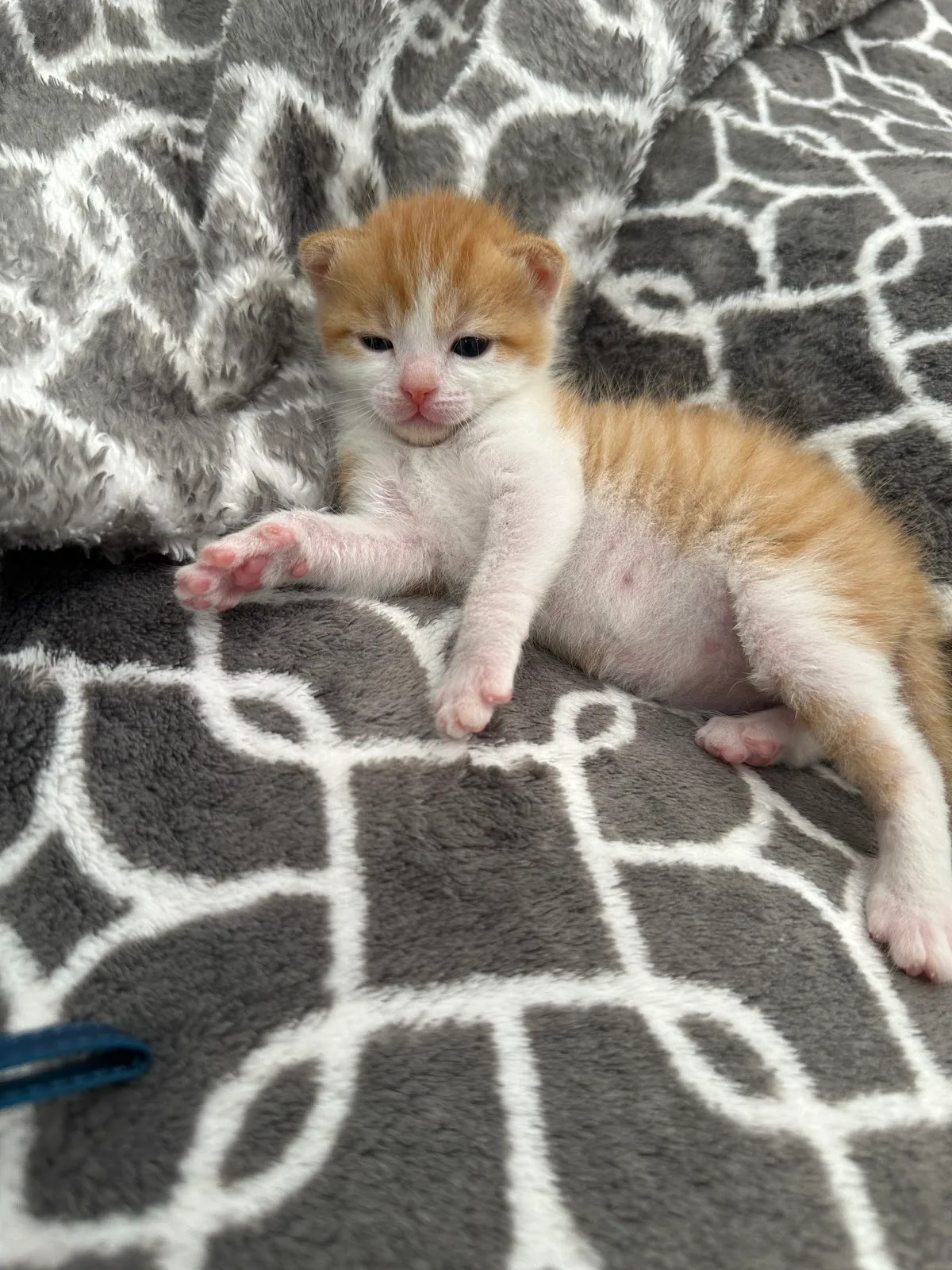 RSPCA NSW Sydney Adoption Centre