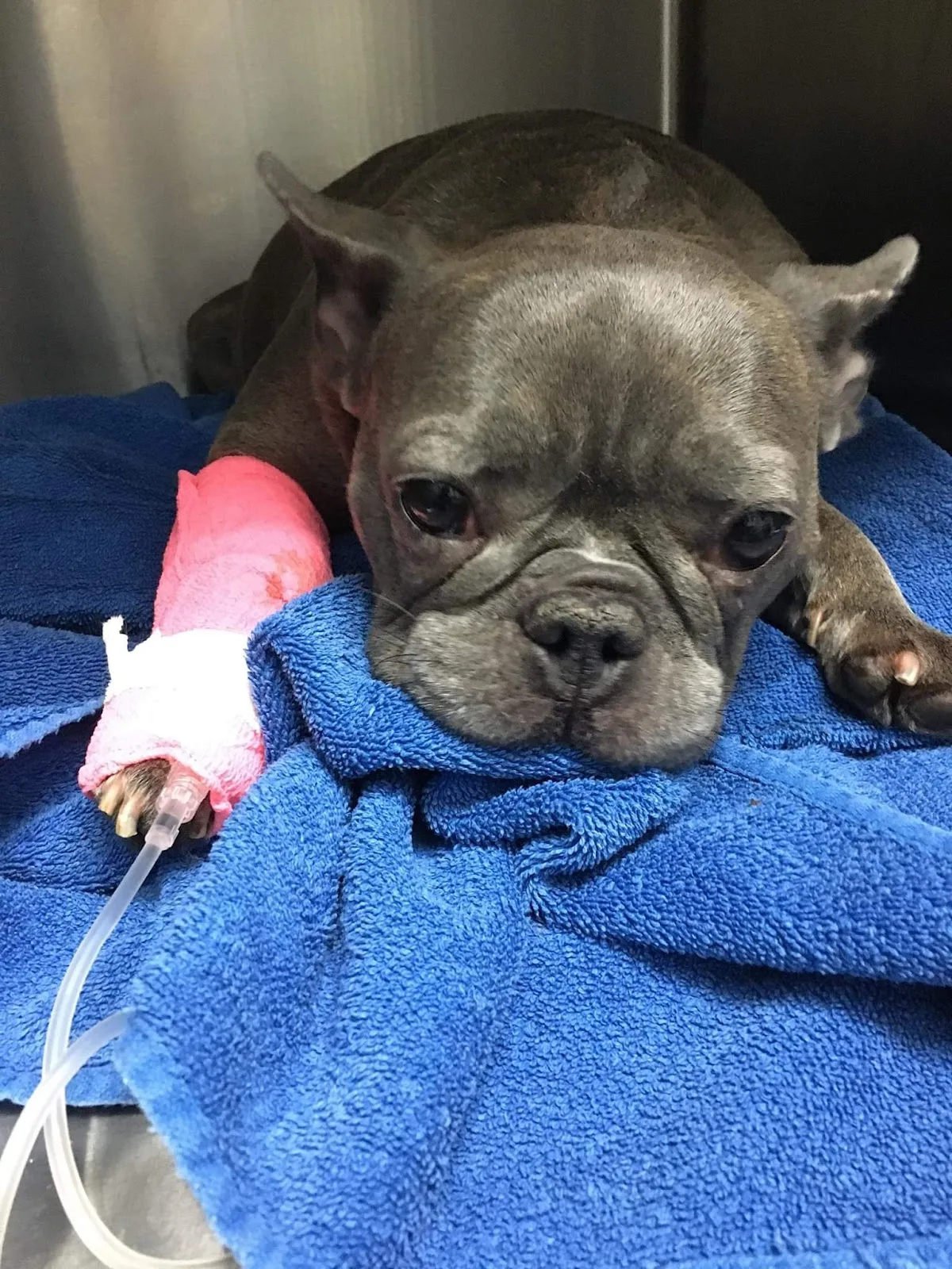 BC SPCA Vancouver