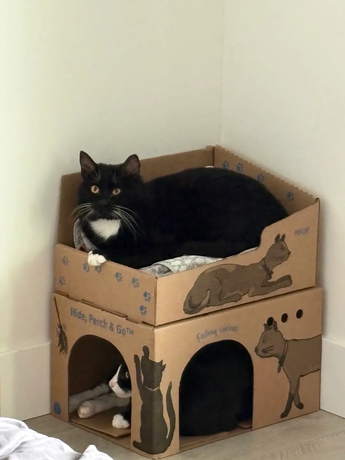 BC SPCA Vancouver