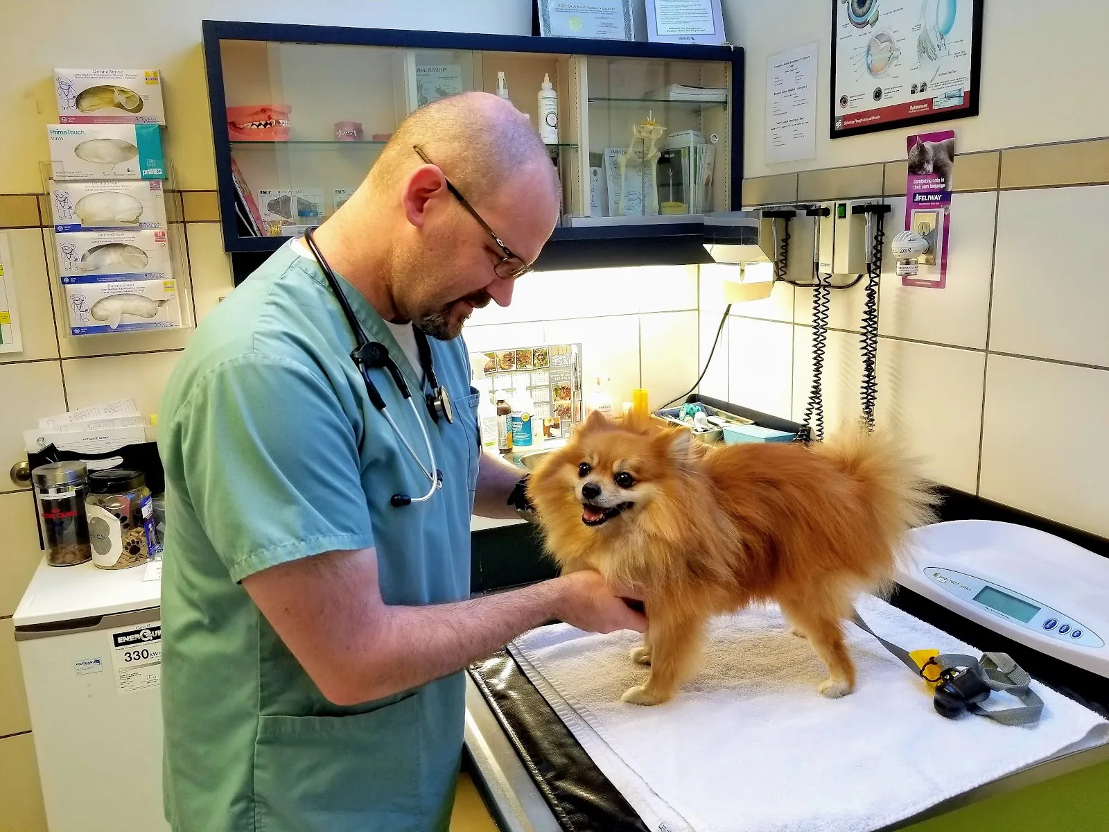BC SPCA Vancouver