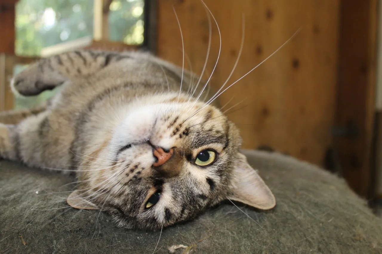 BC SPCA Vancouver