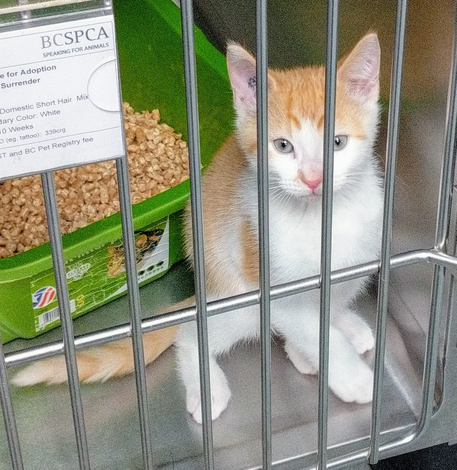 BC SPCA Vancouver
