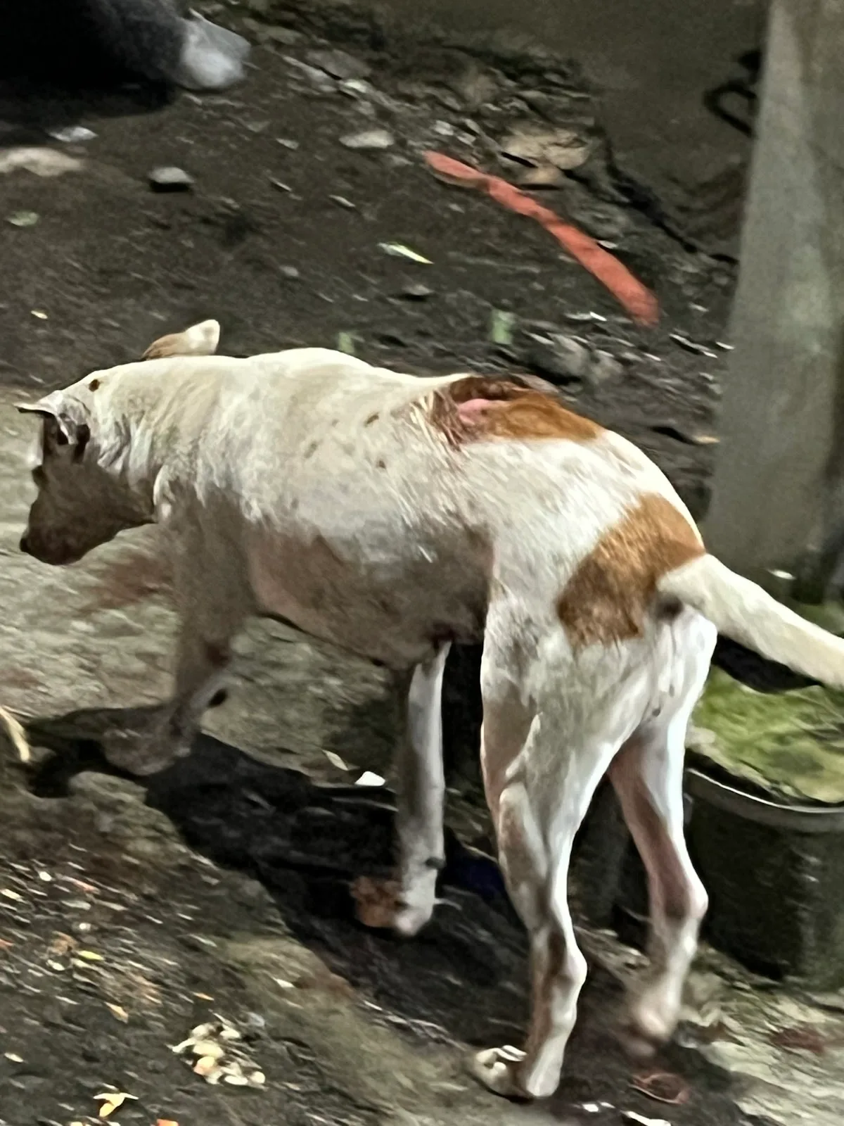 S&A NGO FOR ANIMALS