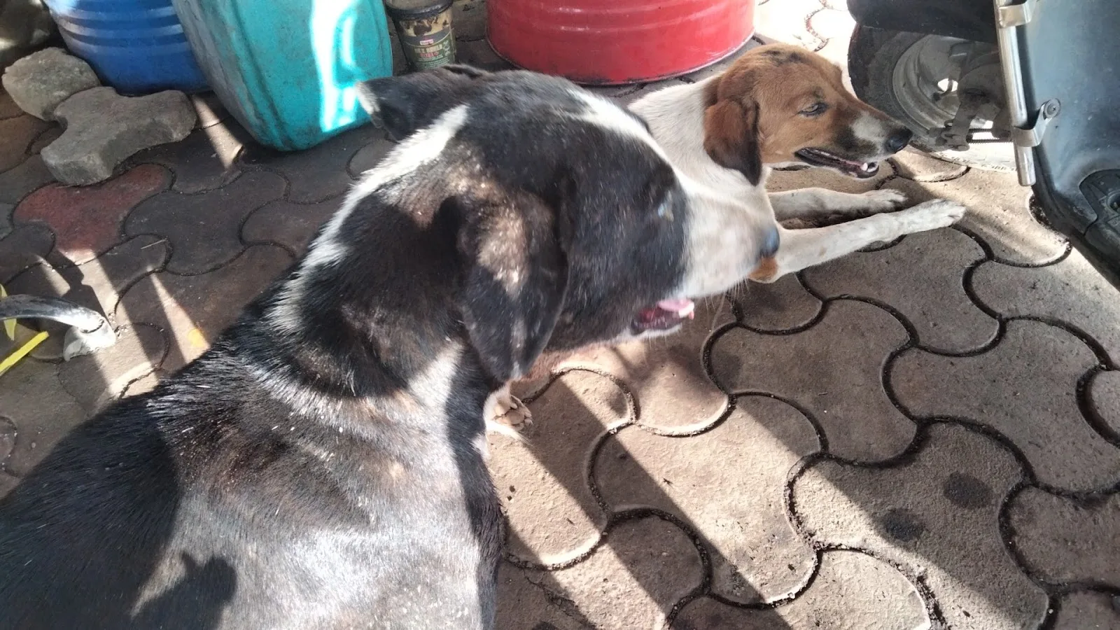 S&A NGO FOR ANIMALS