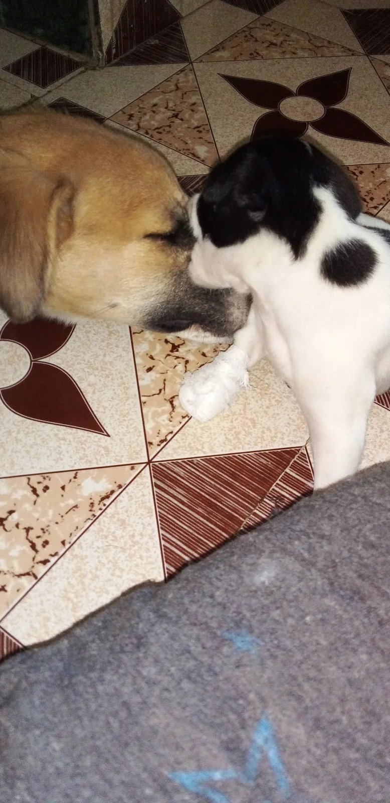 S&A NGO FOR ANIMALS