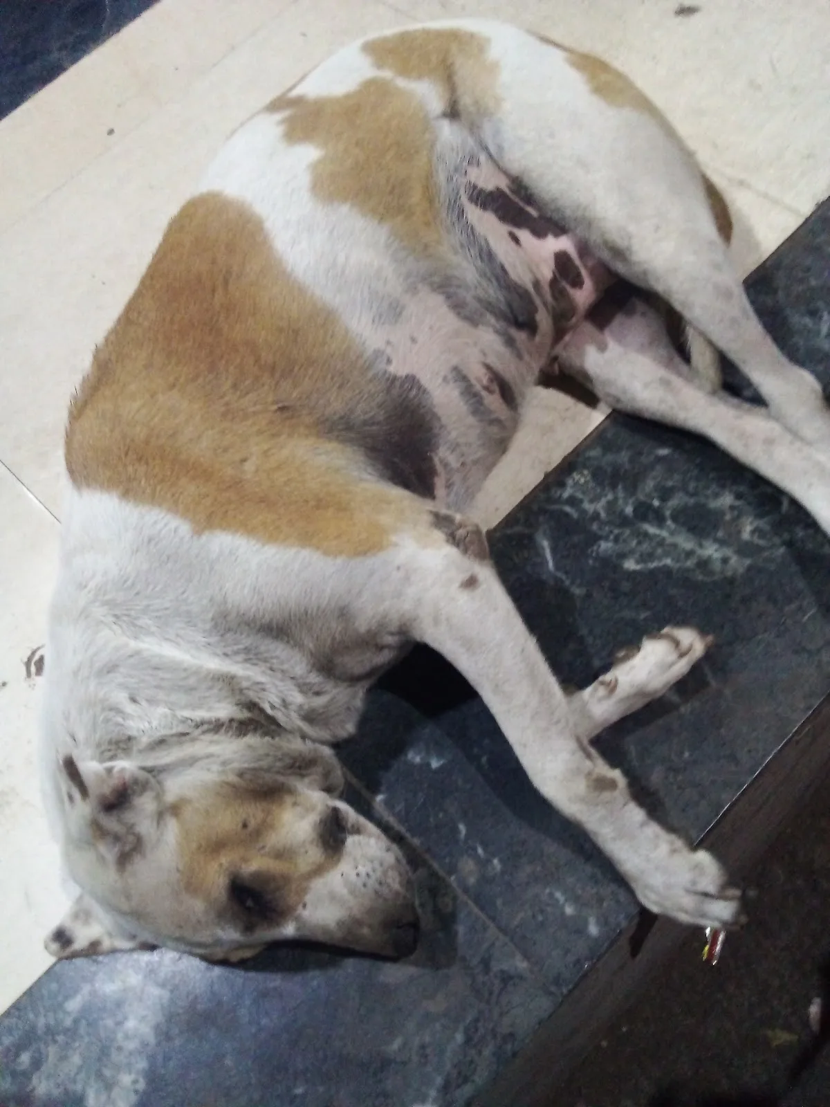 S&A NGO FOR ANIMALS