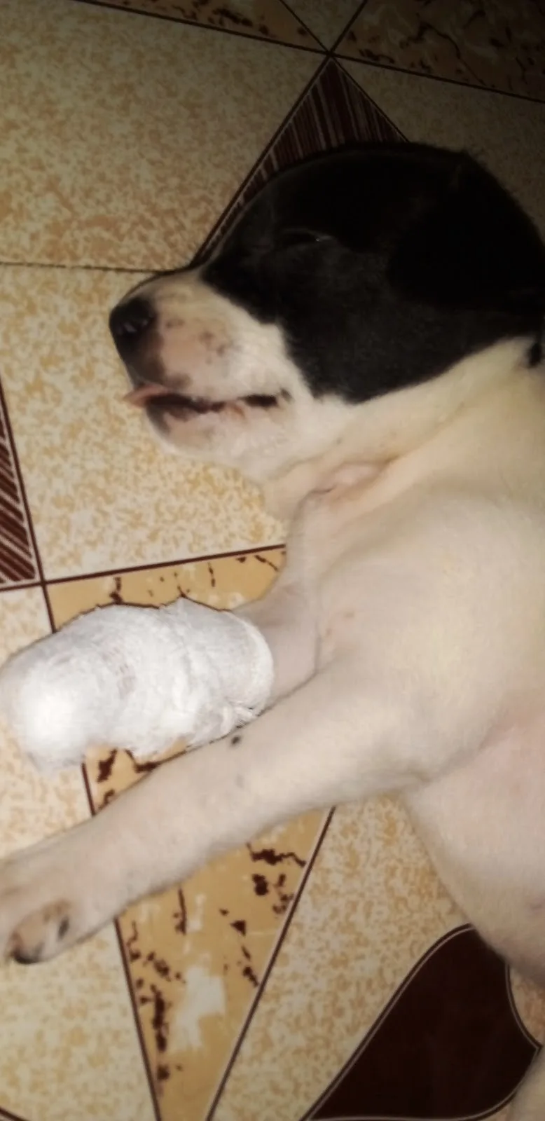 S&A NGO FOR ANIMALS