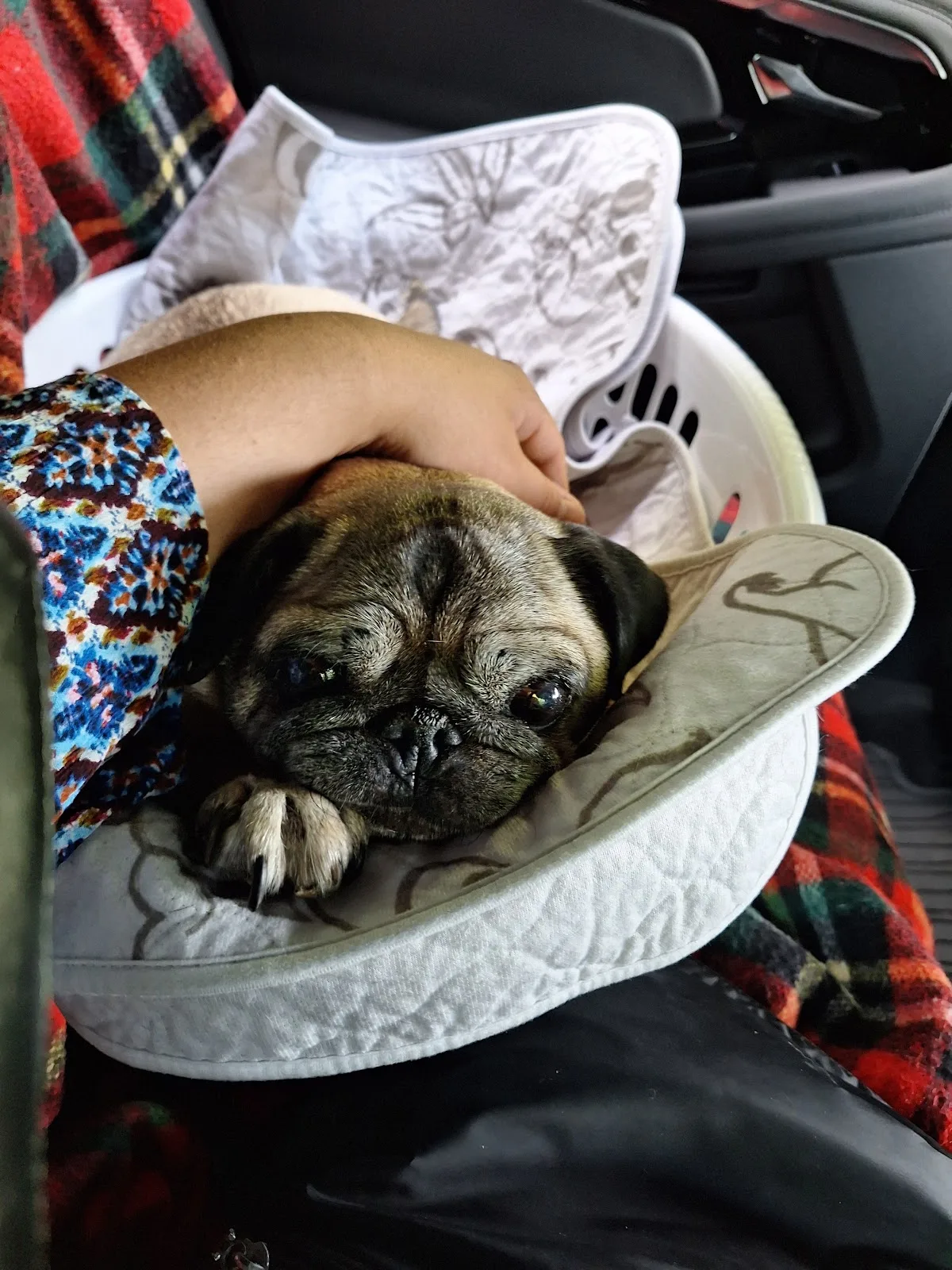 Pets Of The Homeless Australia