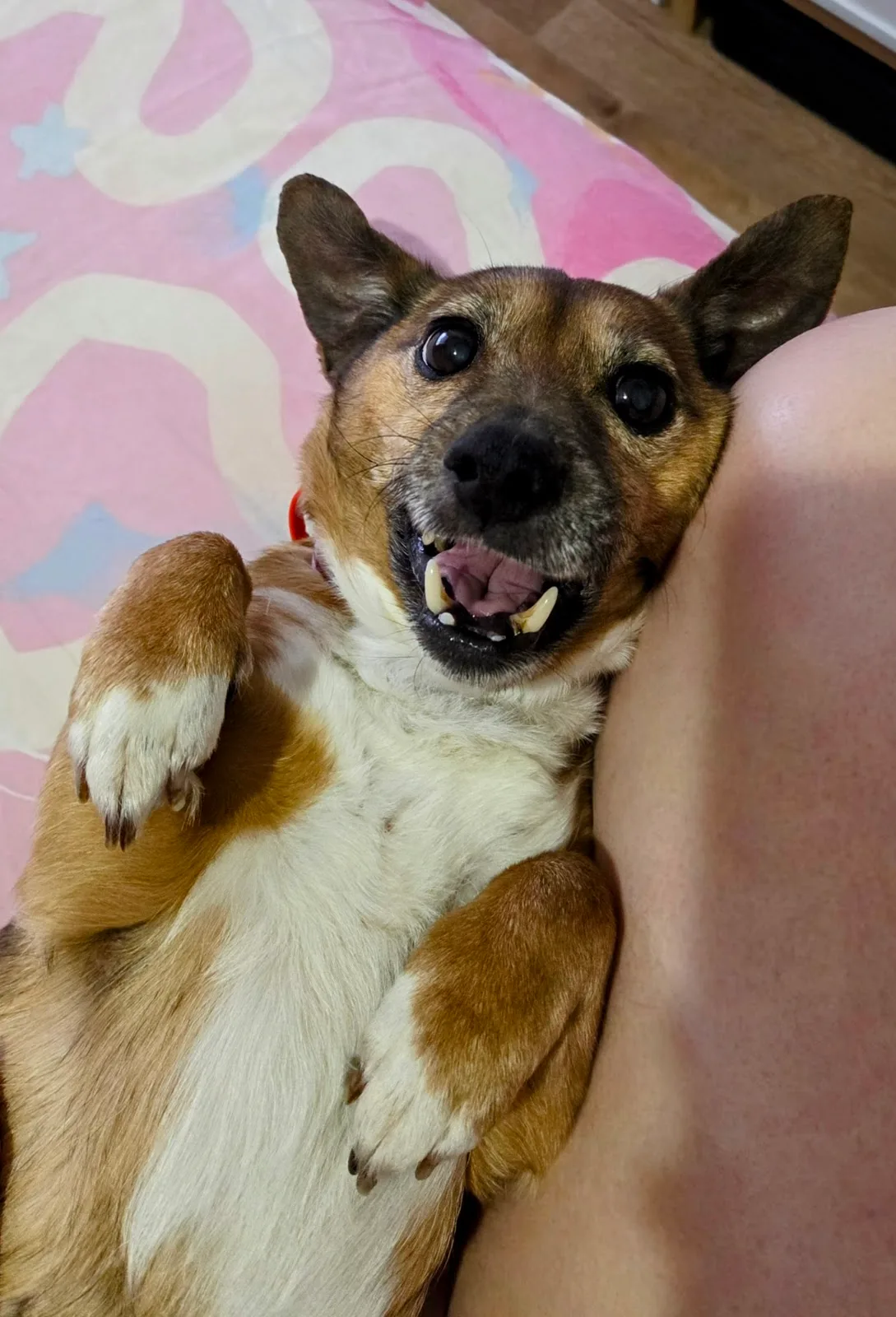 Pets Of The Homeless Australia