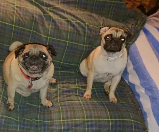 Pets Of The Homeless Australia