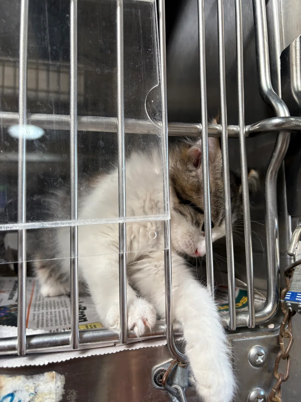 County of Los Angeles Department of Animal Care and Control - Downey Animal Care Center