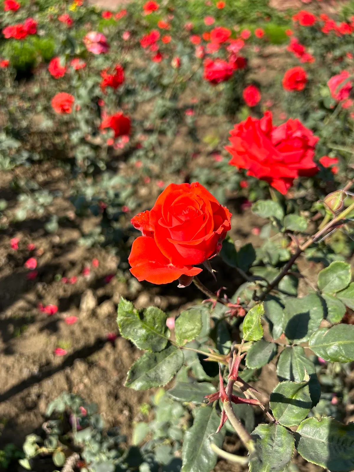 Rose Garden
