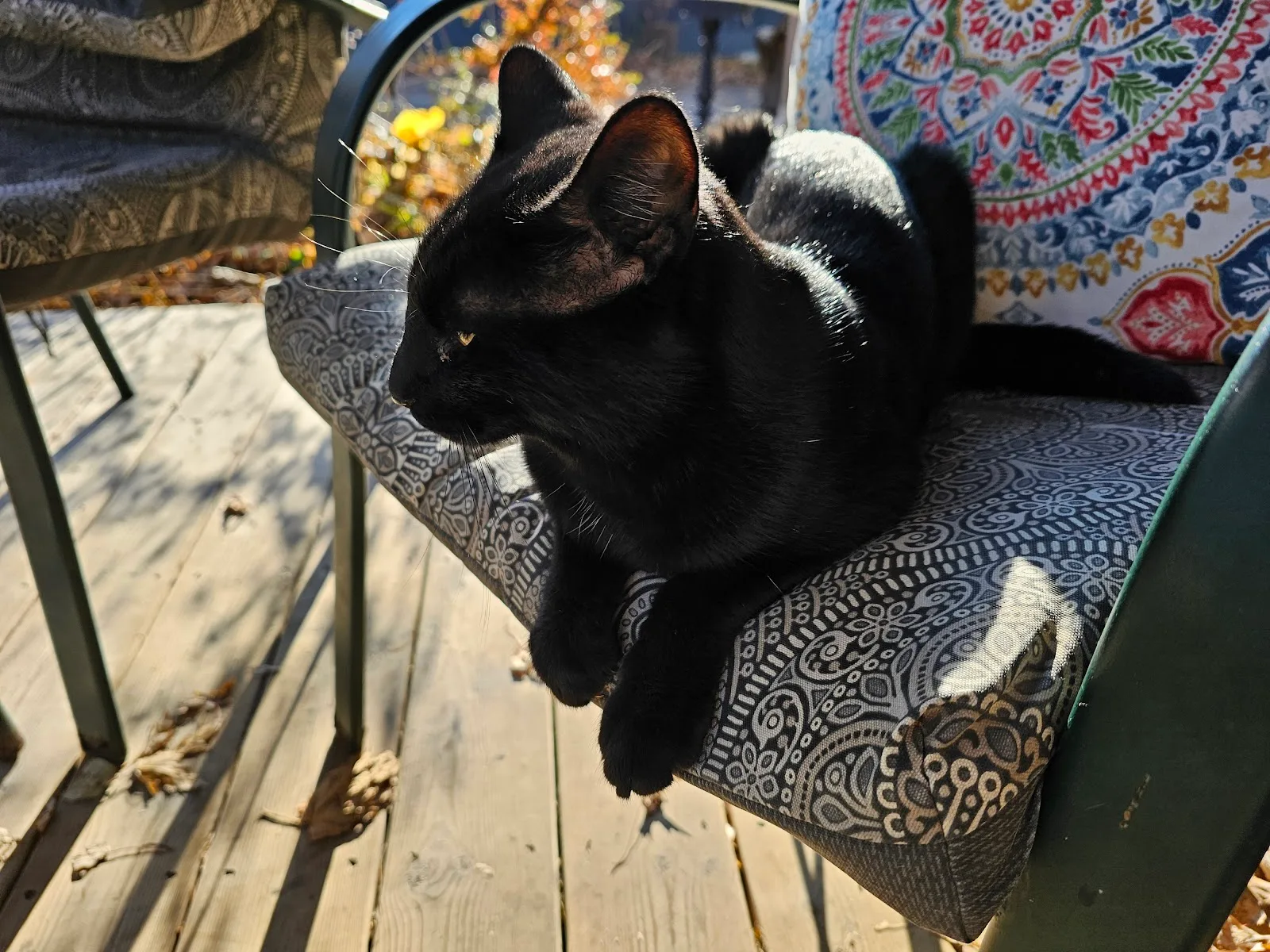 Mississauga Animal Services