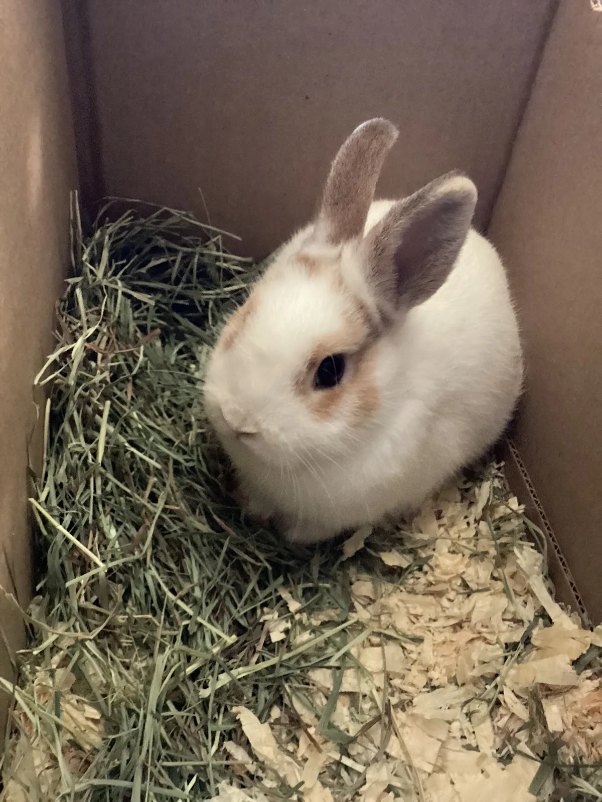 Mississauga Animal Services