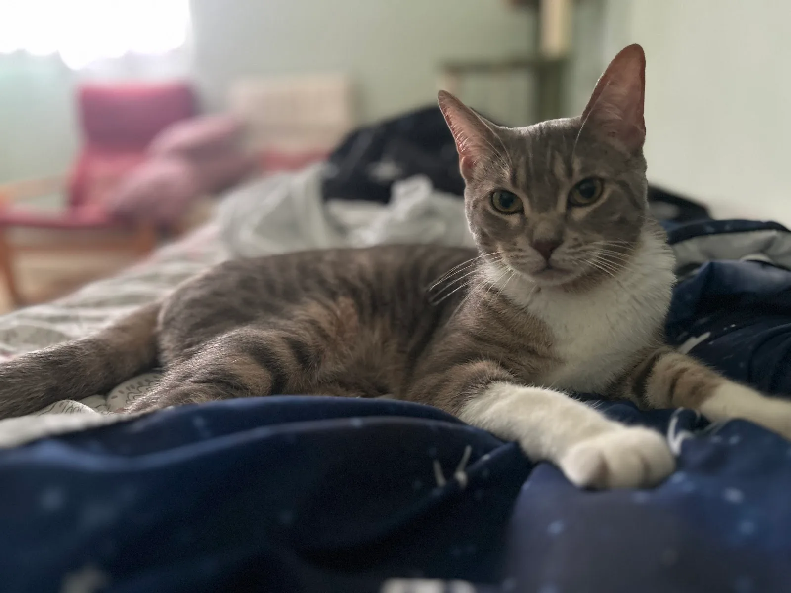 Mississauga Animal Services