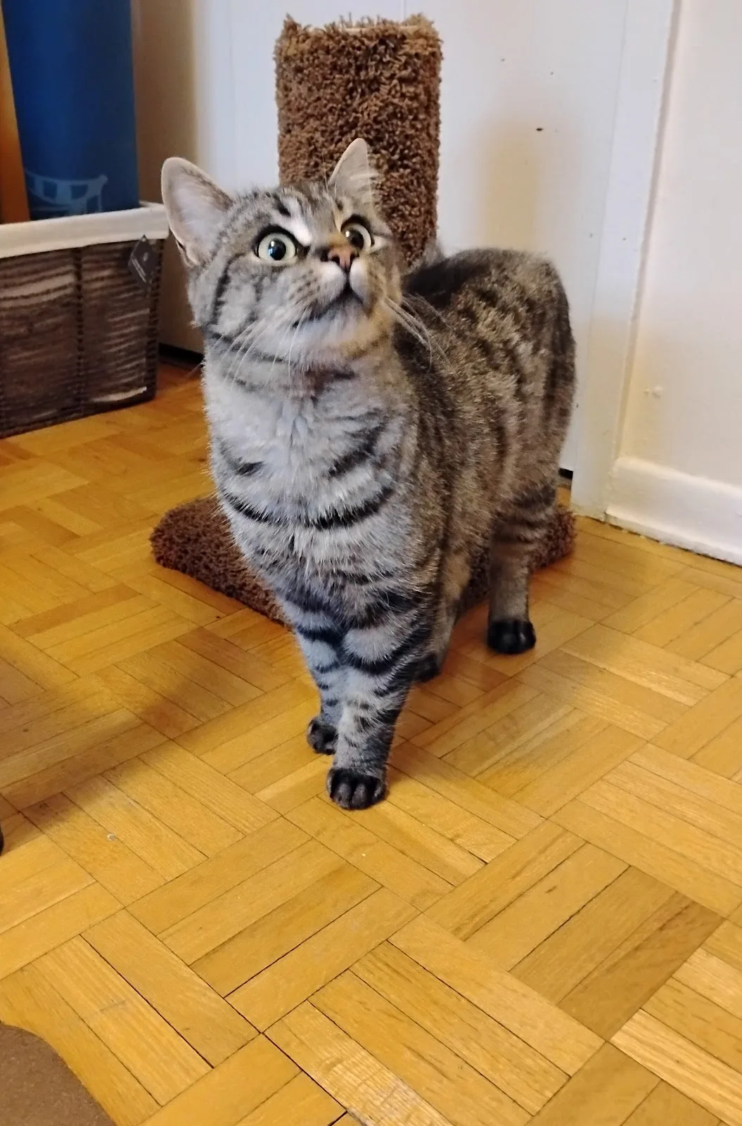 Mississauga Animal Services