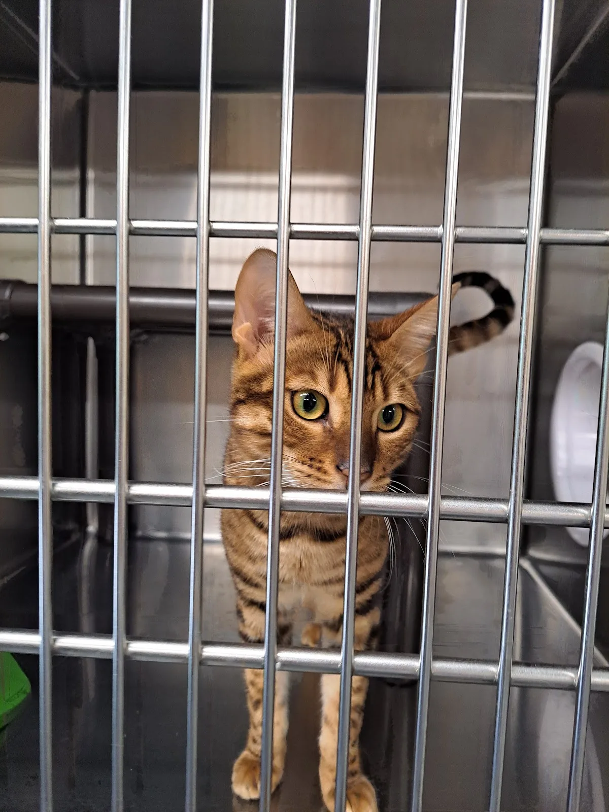 Mississauga Animal Services