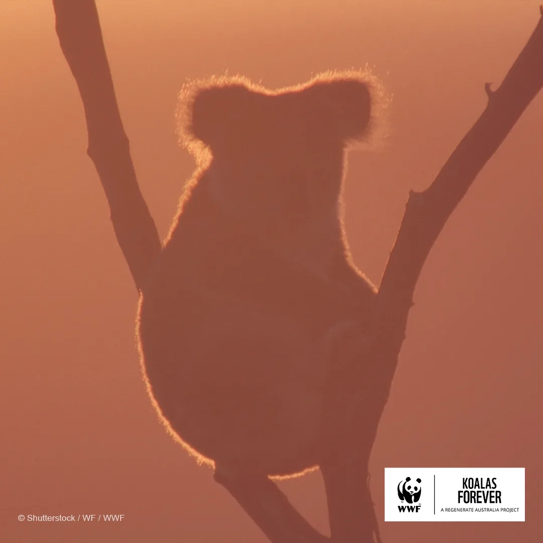 WWF-Australia