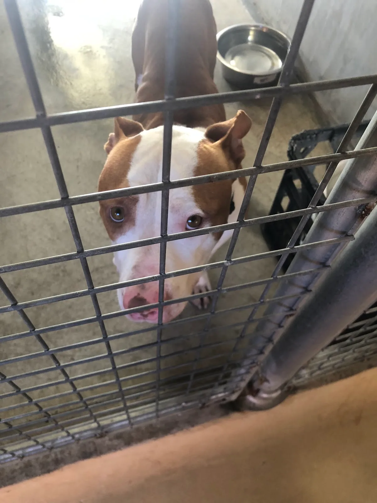 Animal Welfare League SA (AWL)
