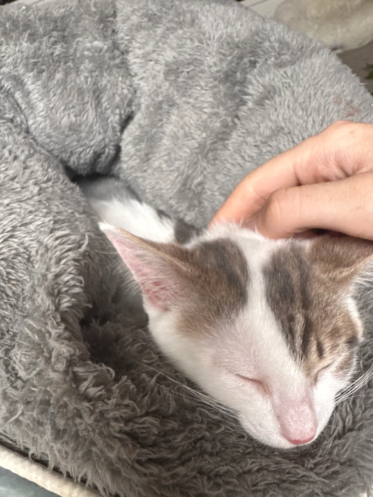 Animal Welfare League SA (AWL)