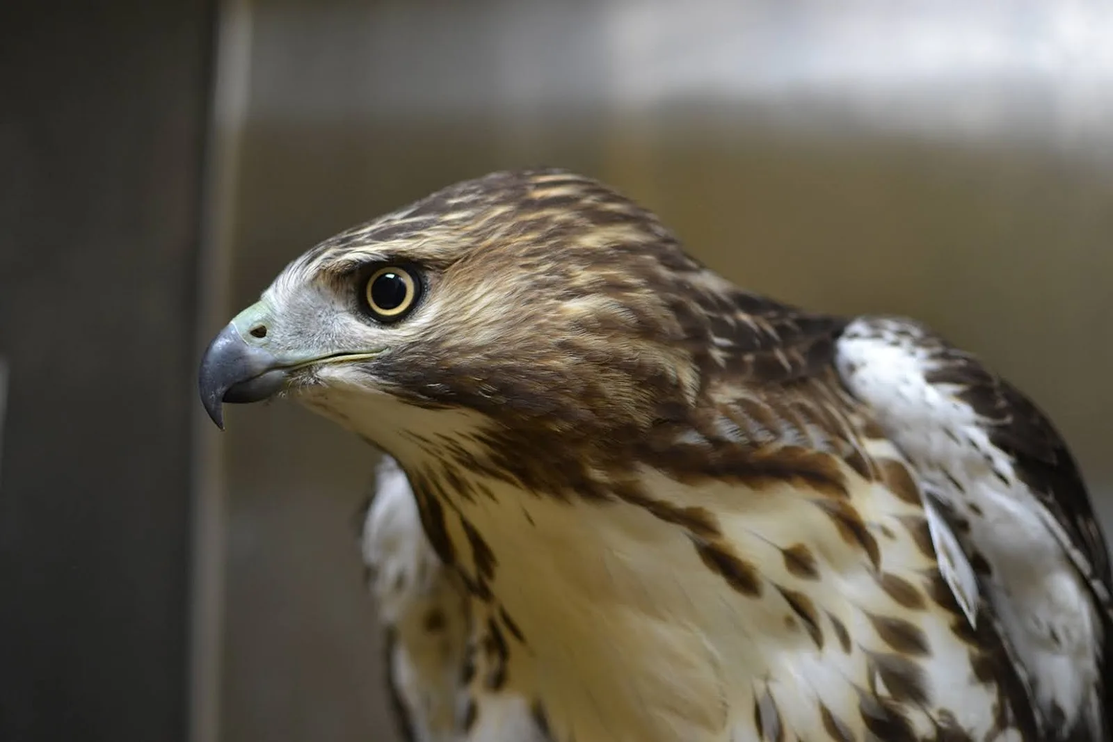 Wild Bird Fund