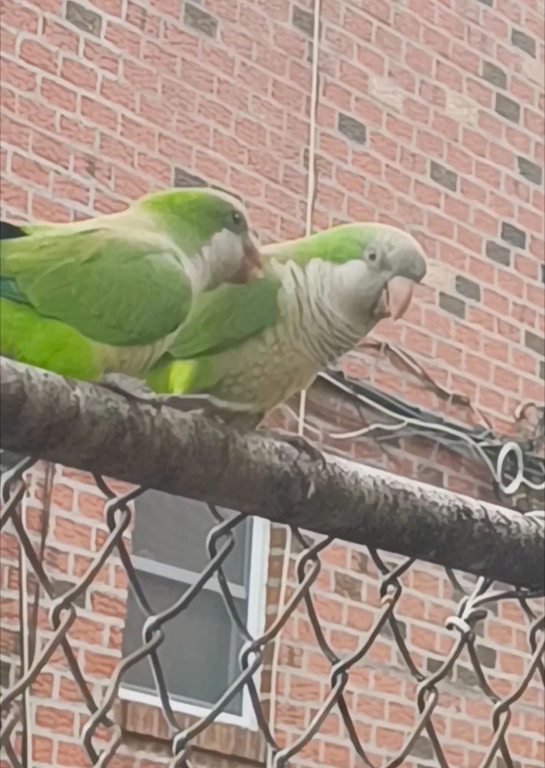 Wild Bird Fund