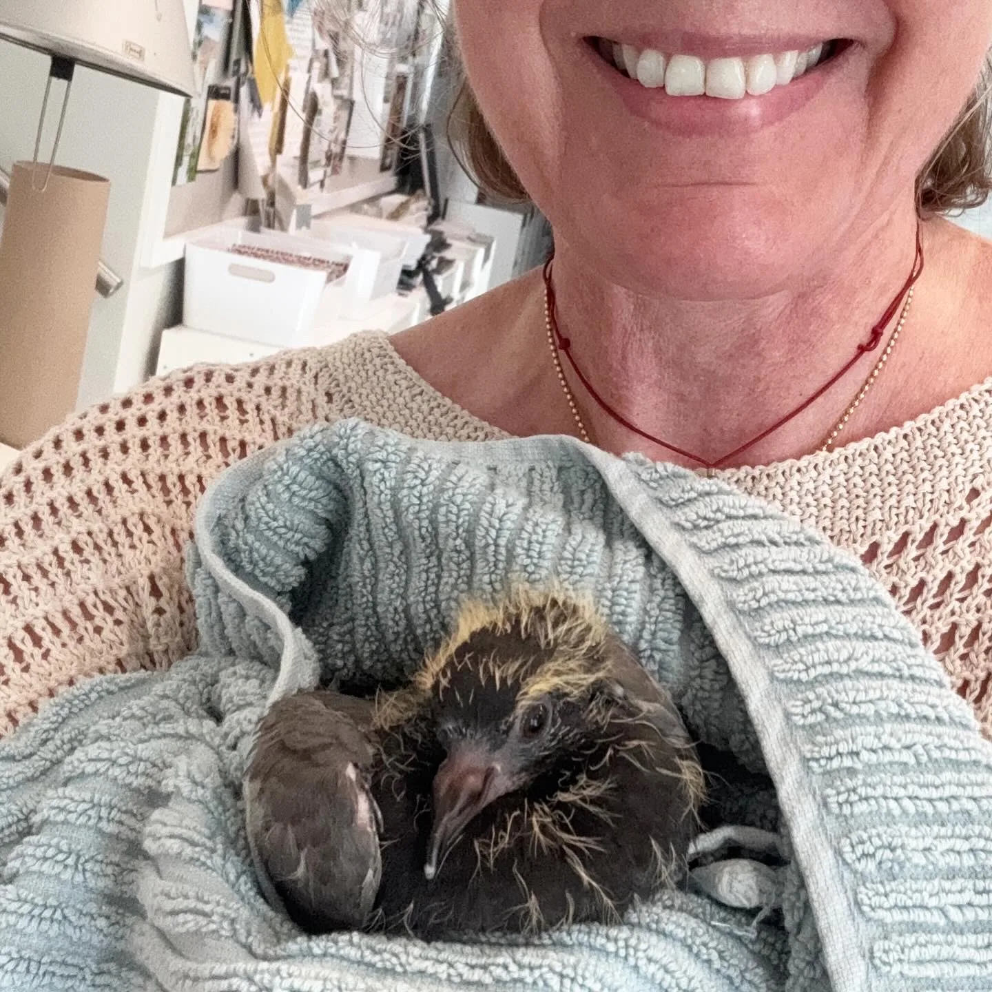 Wild Bird Fund