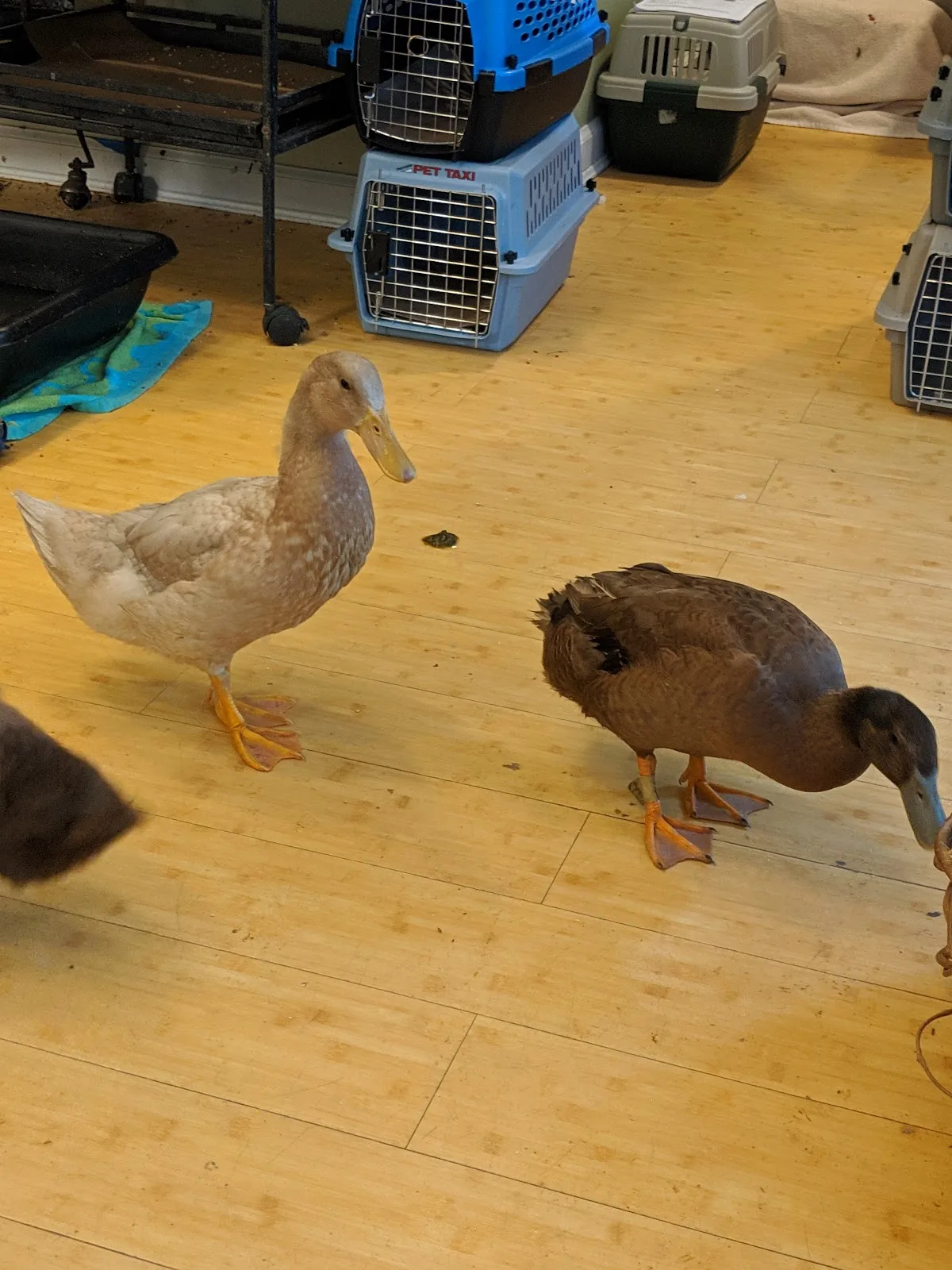 Wild Bird Fund