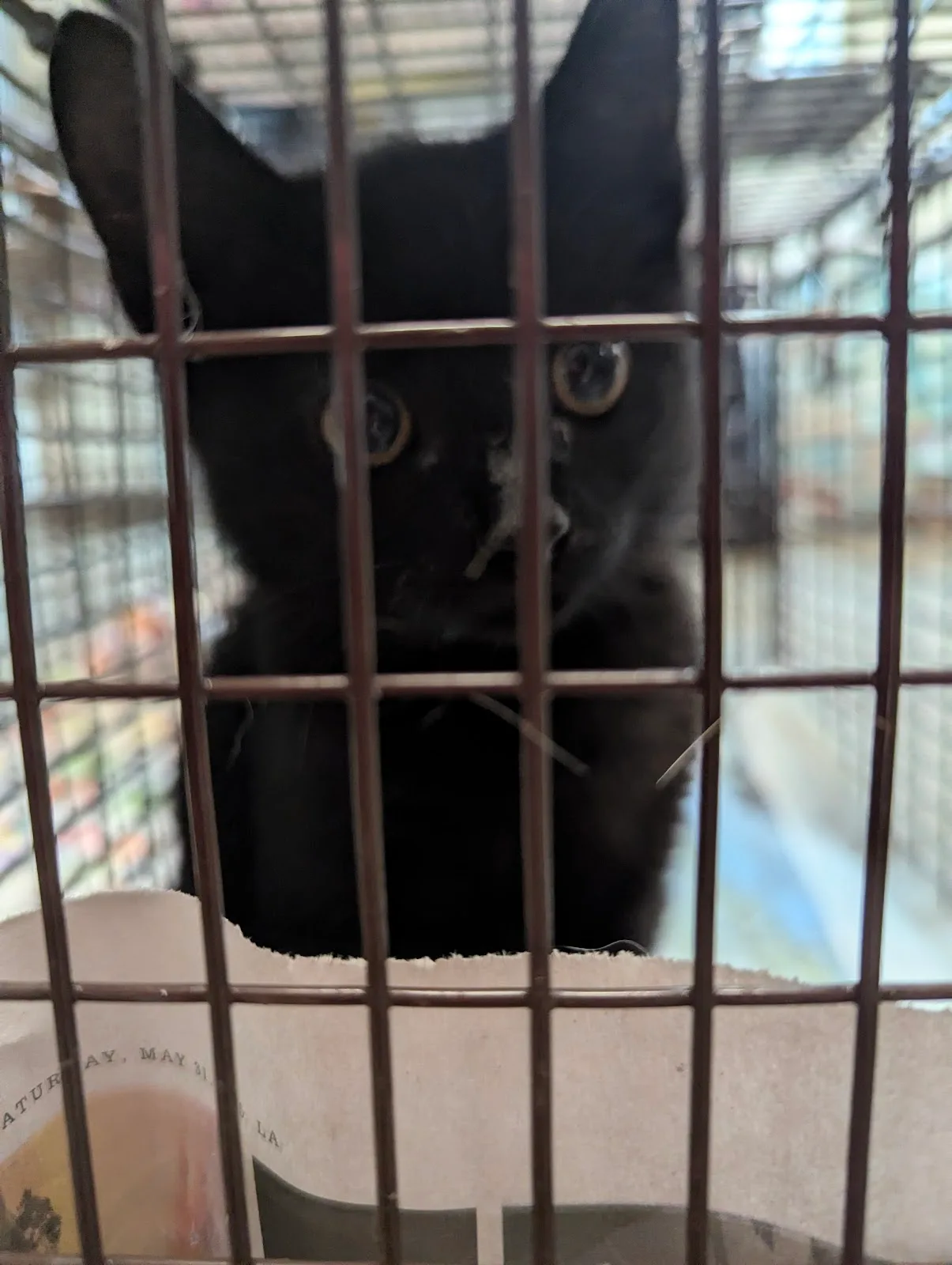 Los Angeles City East Valley Animal Shelter
