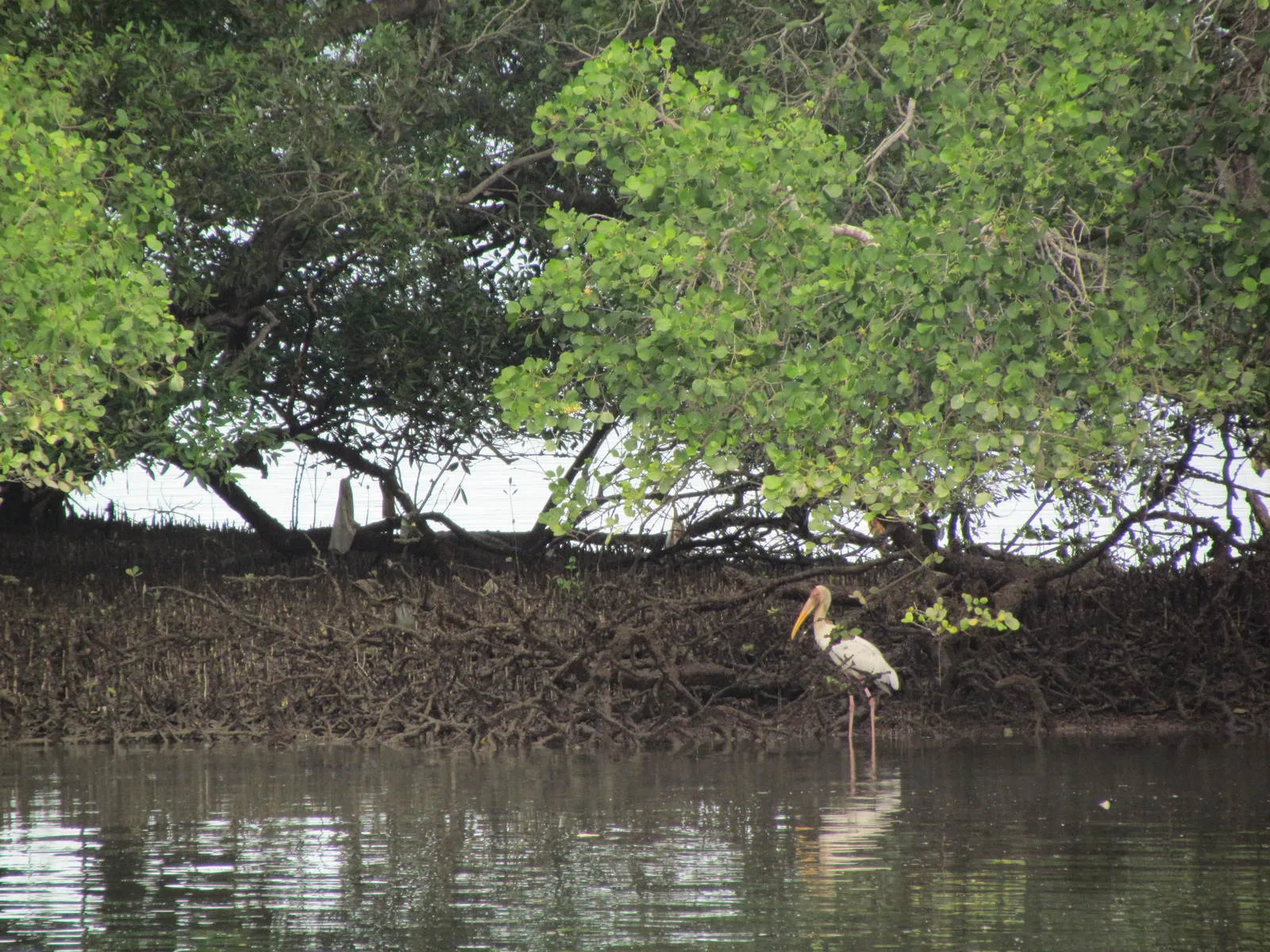 Conservation International Asia-Pacific