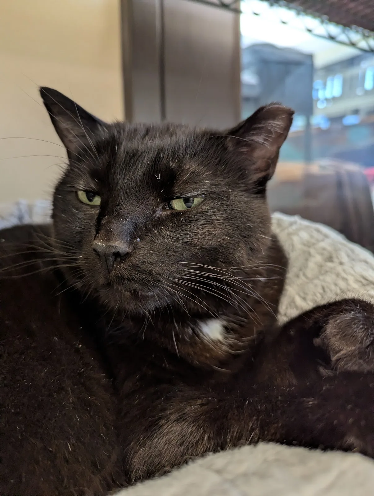 Georgian Triangle Humane Society