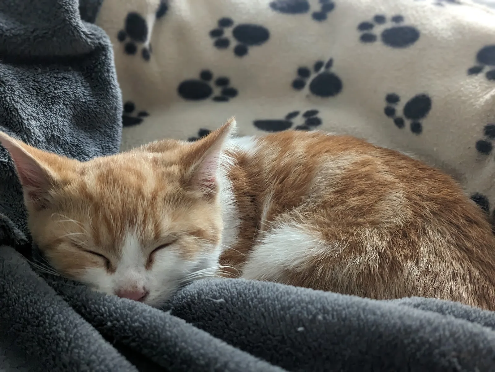 Georgian Triangle Humane Society