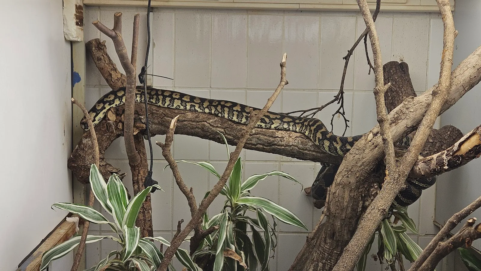 Auffangstation für Reptilien München e.V.