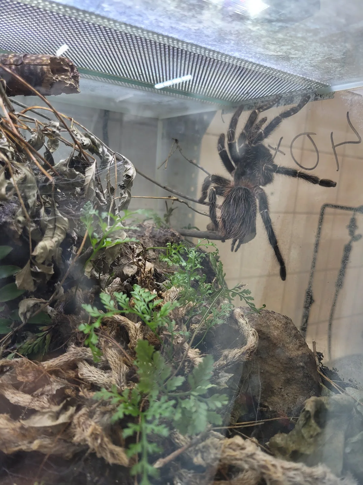 Auffangstation für Reptilien München e.V.