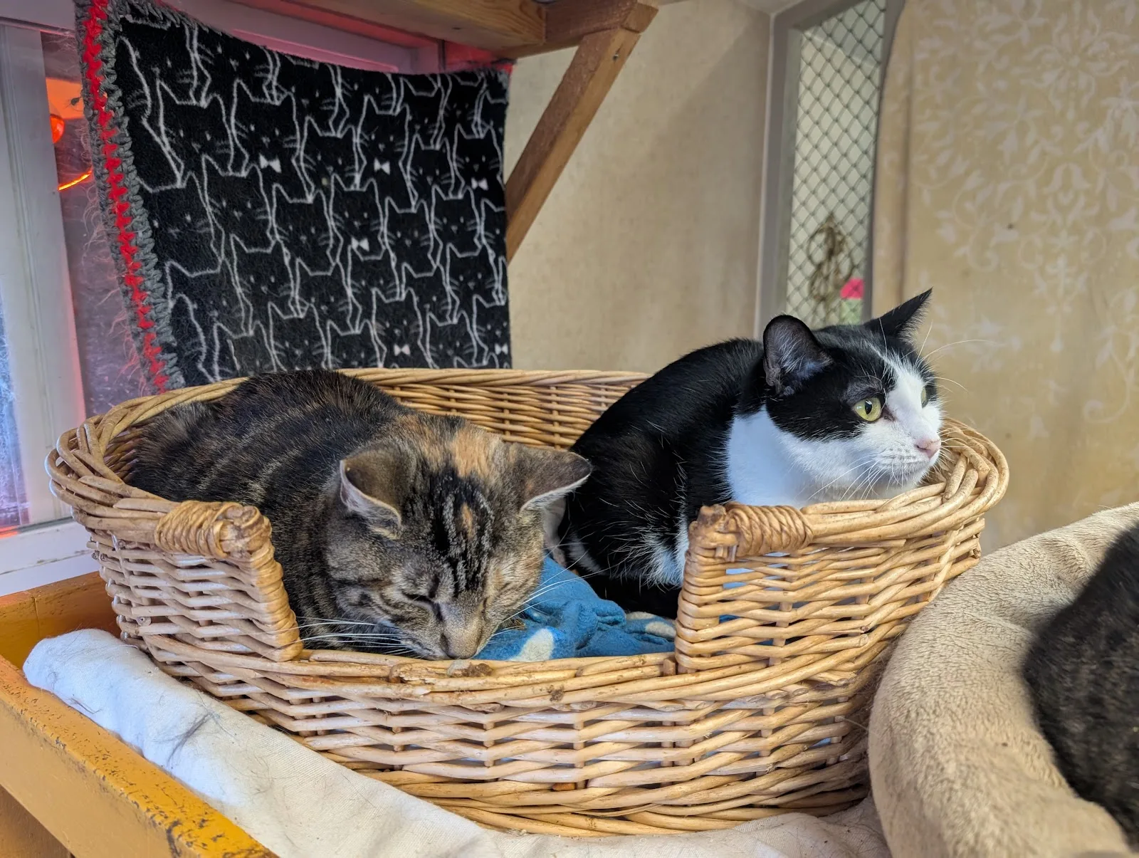 RAPS Cat Sanctuary & Adoption Centre