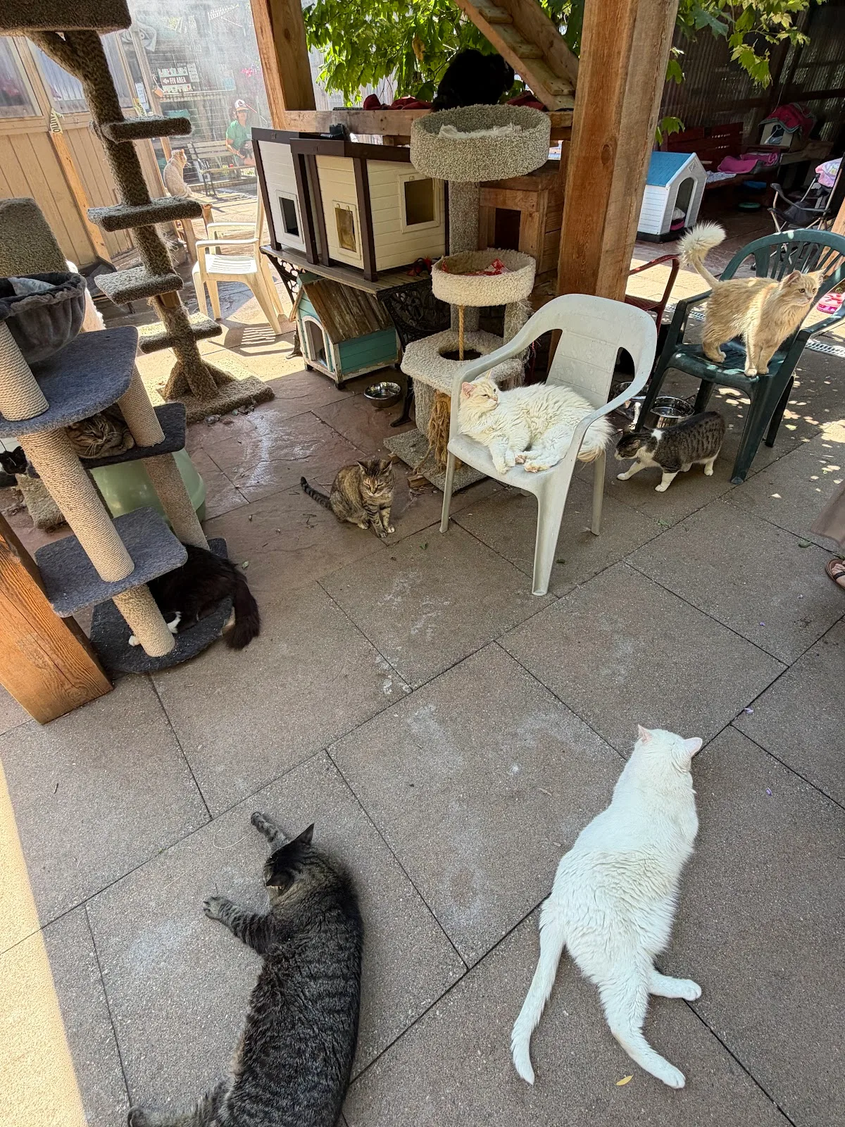 RAPS Cat Sanctuary & Adoption Centre