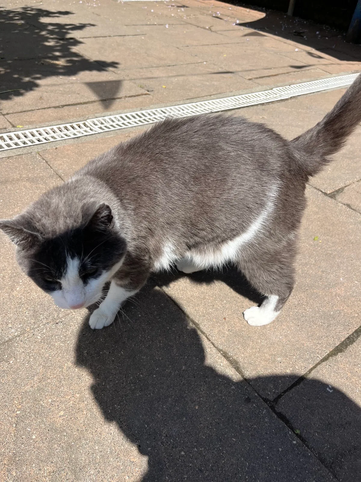 RAPS Cat Sanctuary & Adoption Centre