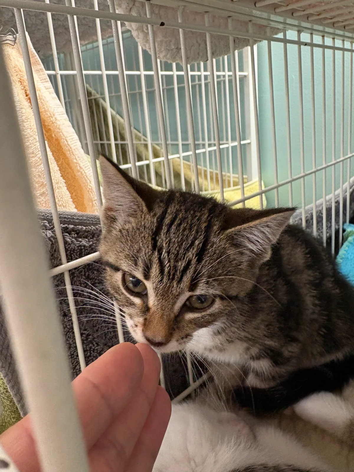 RAPS Cat Sanctuary & Adoption Centre