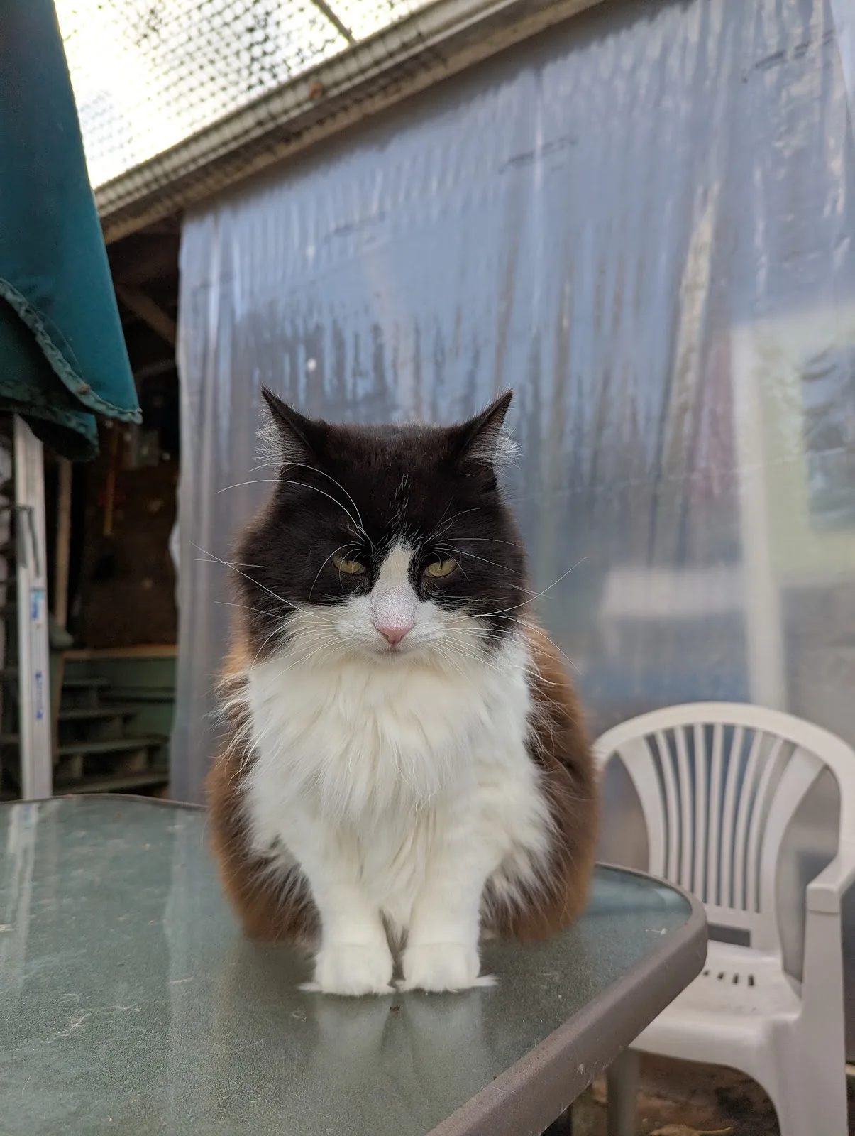 RAPS Cat Sanctuary & Adoption Centre