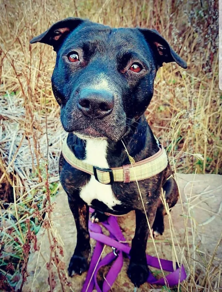 ANIMAL CONCERN CUMBRIA
