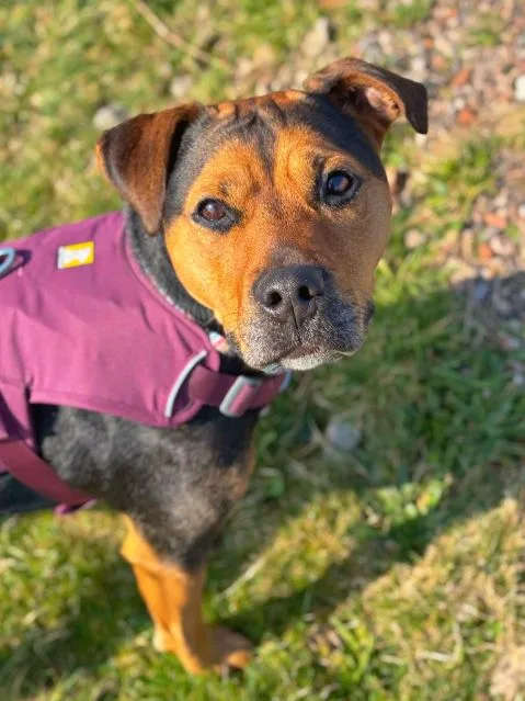 ANIMAL CONCERN CUMBRIA