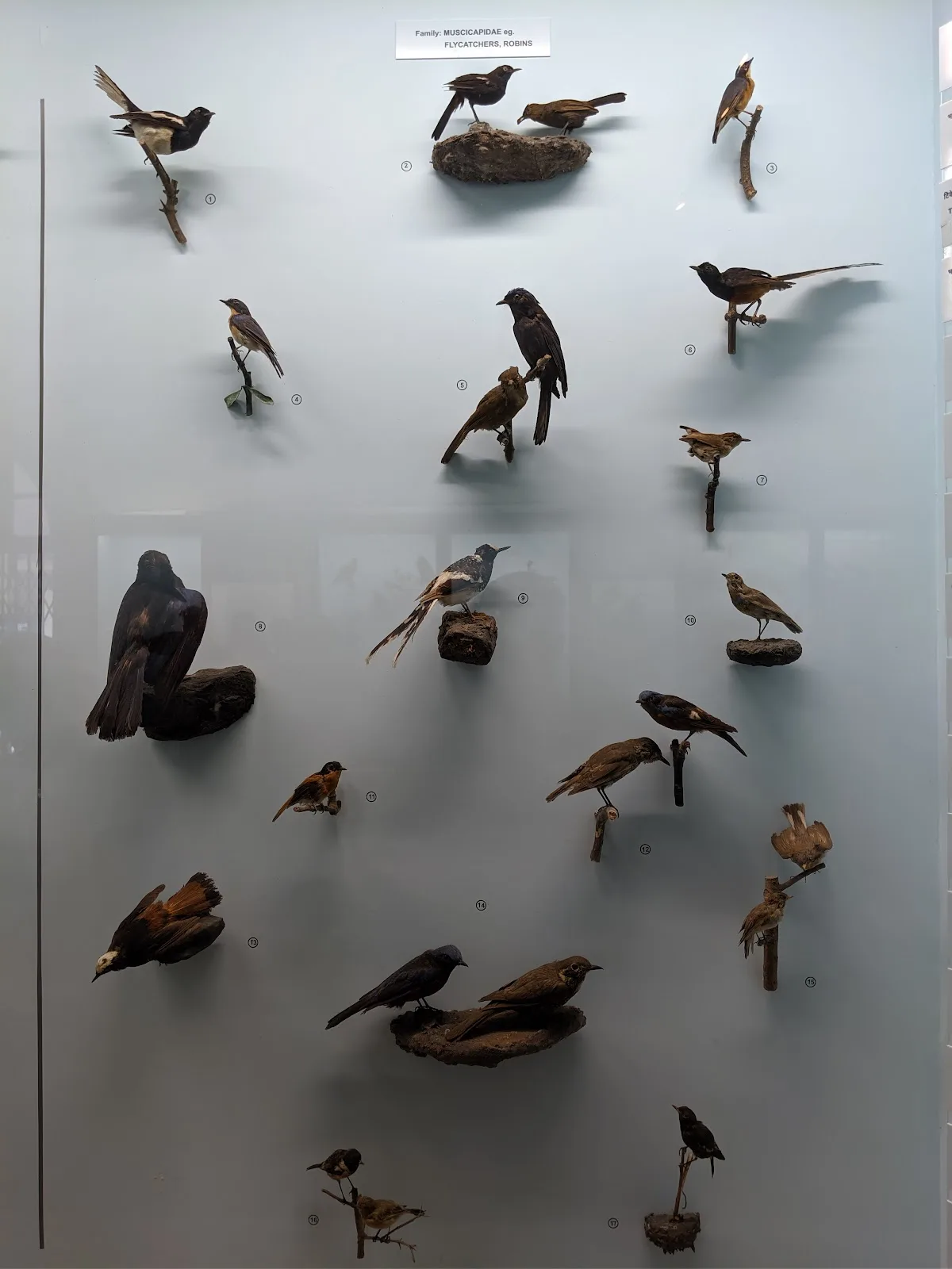 Bombay Natural History Society