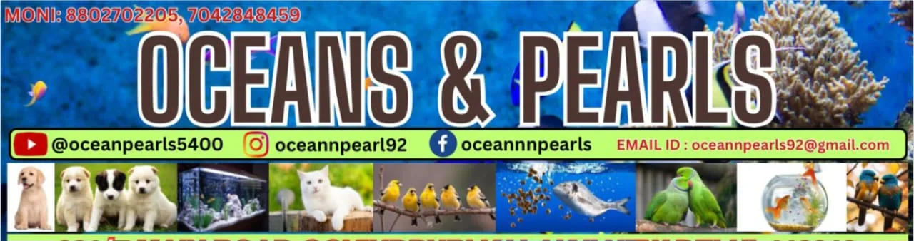 Bird shop ocean pearls