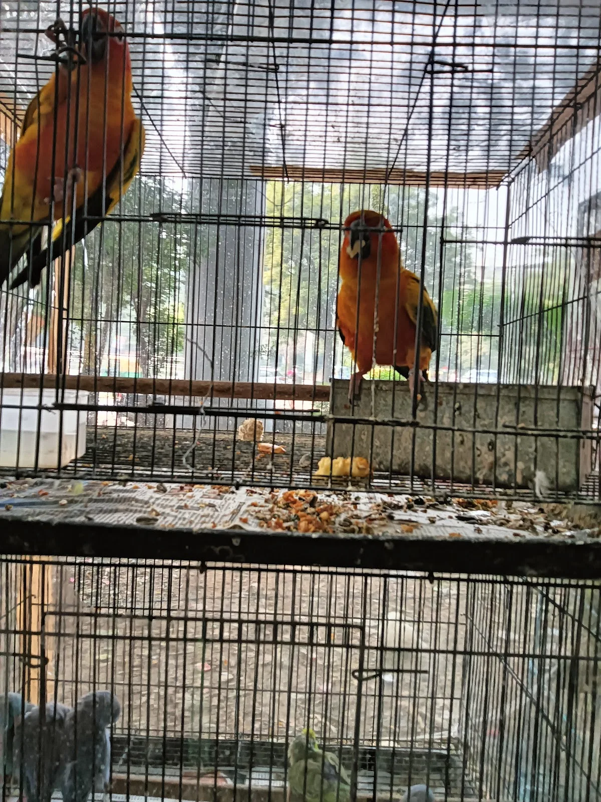 Bird shop ocean pearls